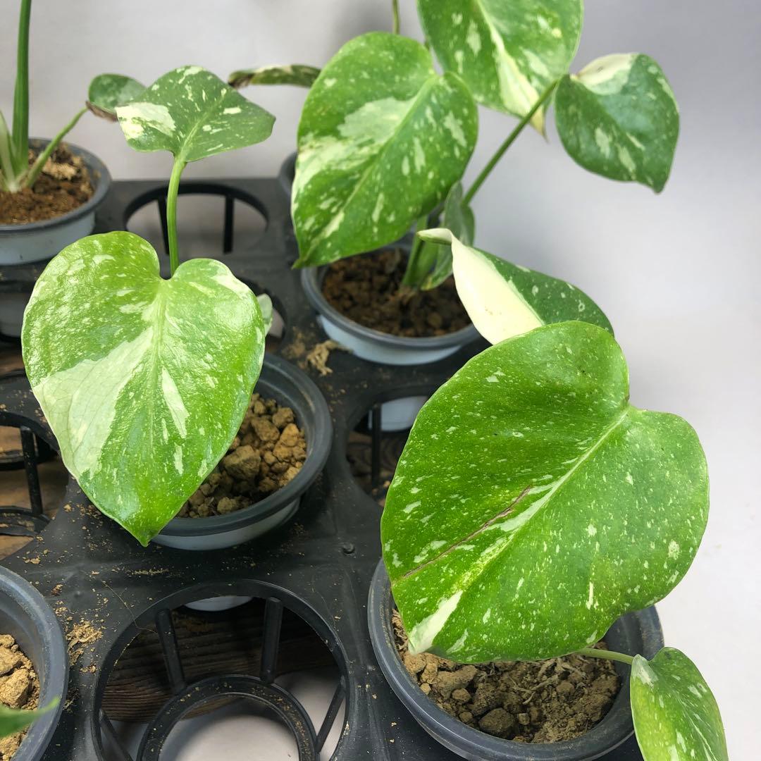 p*s様 10株セットms59【特別選抜】モンステラ・タイコンステレーション 斑