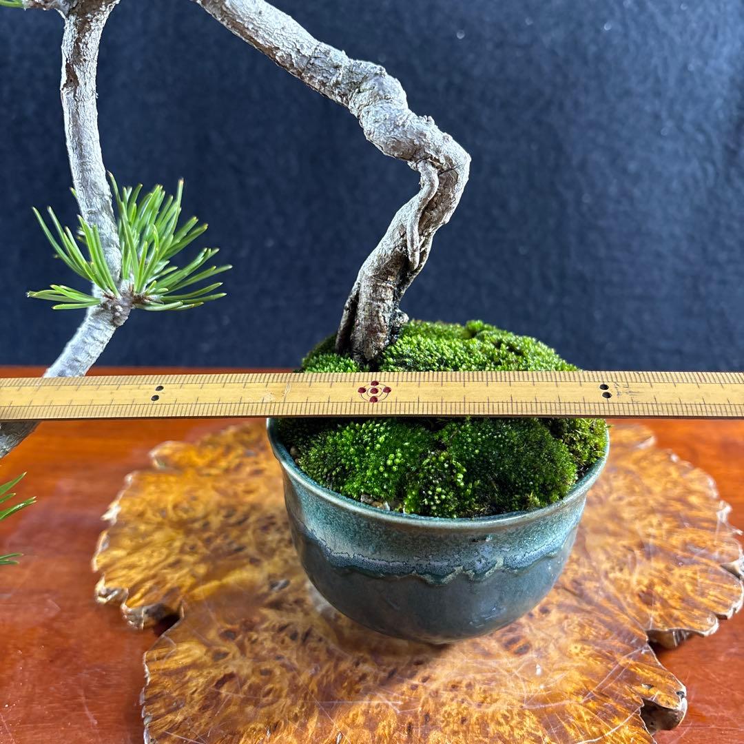 小品盆栽、黒松値上り、懸崖作り 目立った傷や汚れ無し - メルカリ