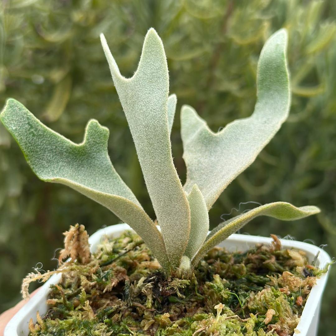 ビカクシダ P.Willinckii Tiara spore 05