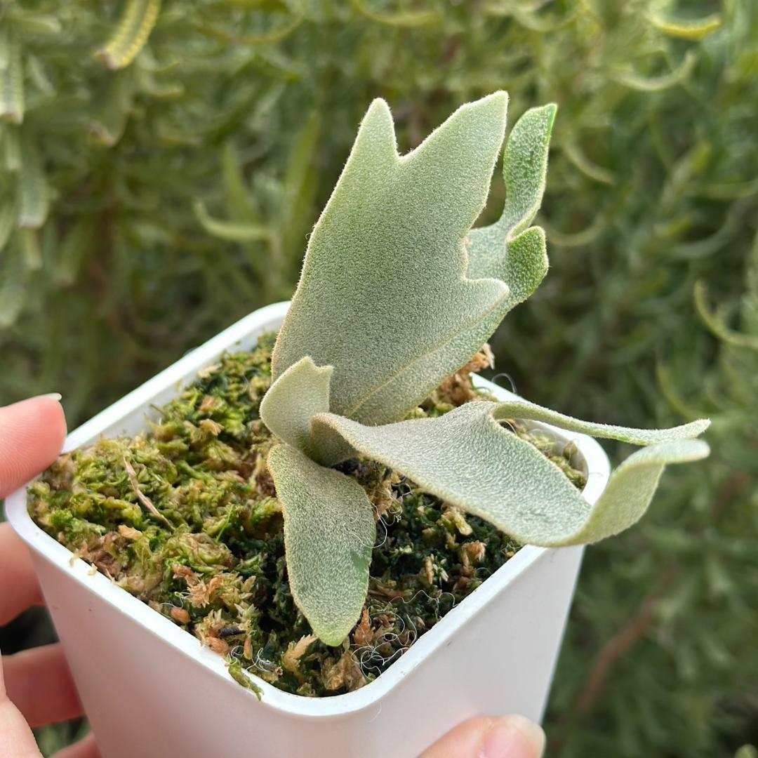 ビカクシダ P.Willinckii Tiara spore 05