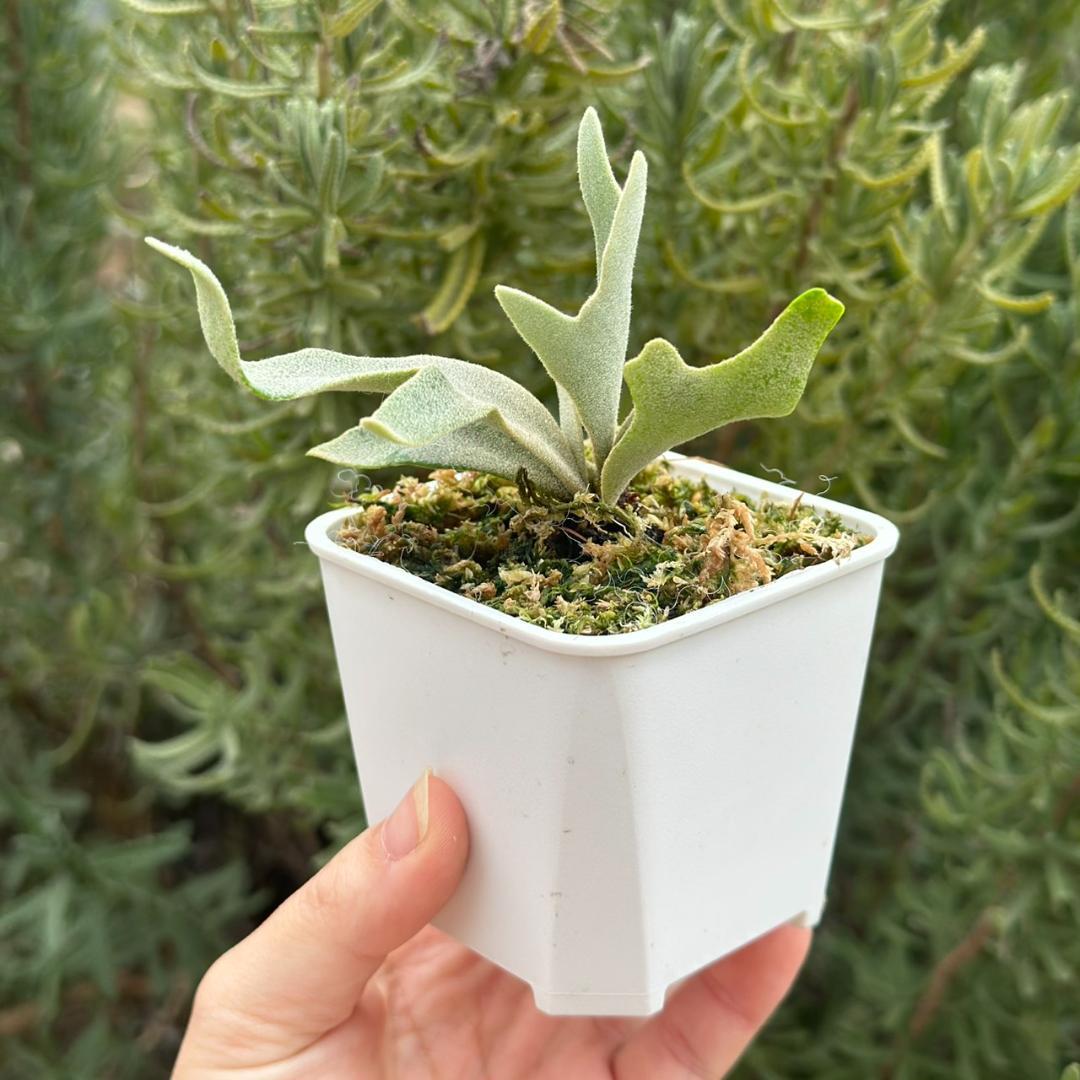 ビカクシダ P.Willinckii Tiara spore 05