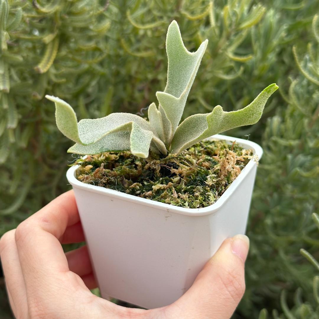 ビカクシダ P.Willinckii Tiara spore 05