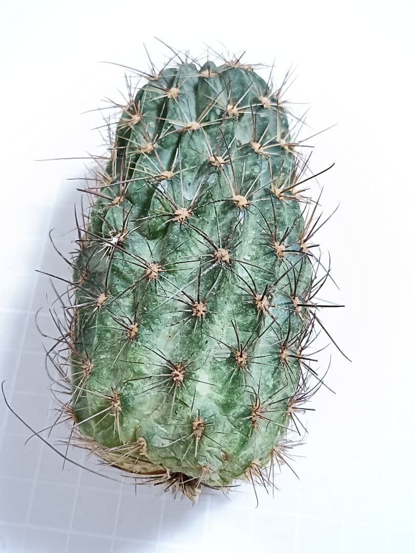 104-赤珊瑚黒喉 新品種 花サボテン 複色咲き 巨大カキコ - メルカリ