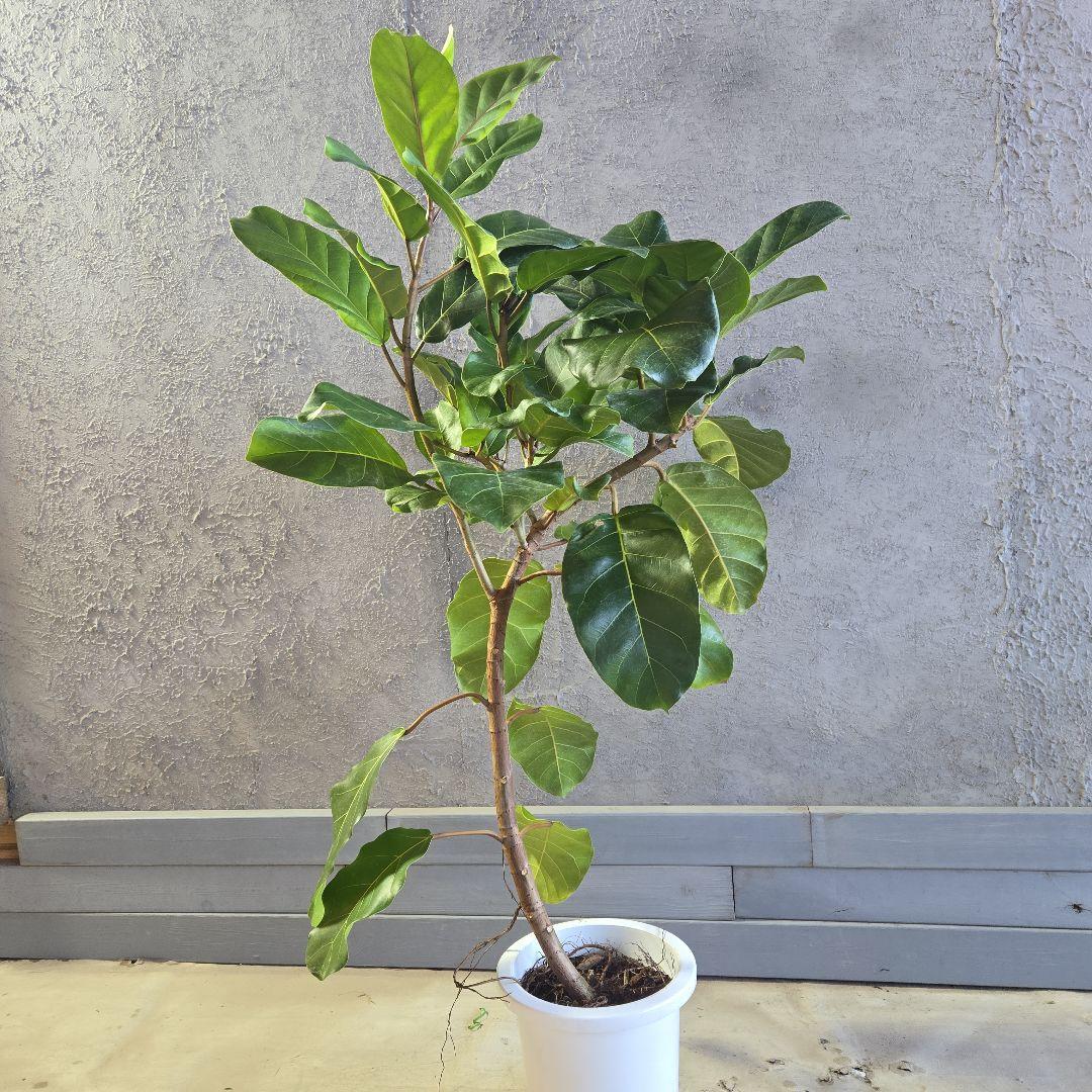 ②　フィカス　アフリカンプリンセス　曲がり仕立て８号最高等級極上品‼️希少品種