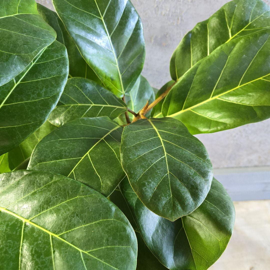 ②　フィカス　アフリカンプリンセス　曲がり仕立て８号最高等級極上品‼️希少品種