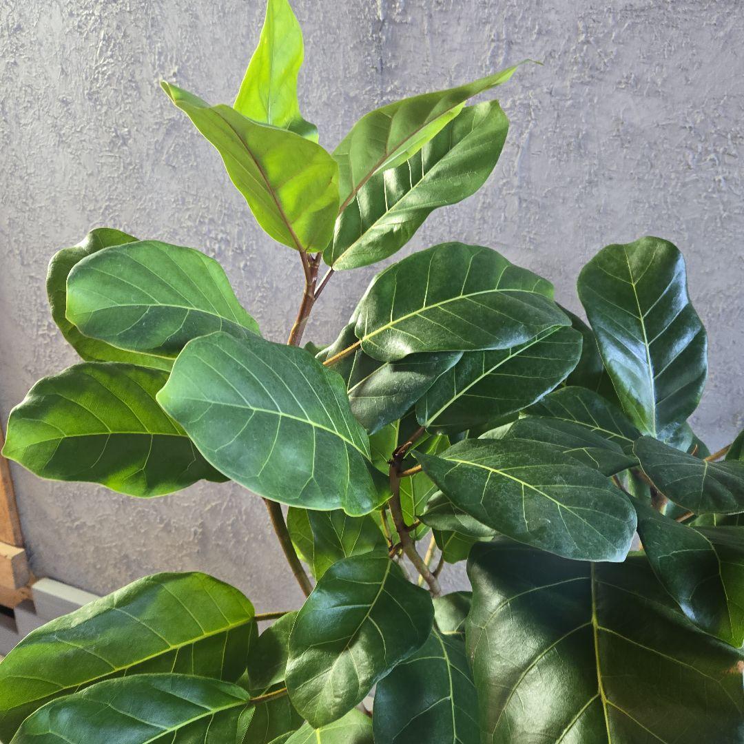 ②　フィカス　アフリカンプリンセス　曲がり仕立て８号最高等級極上品‼️希少品種