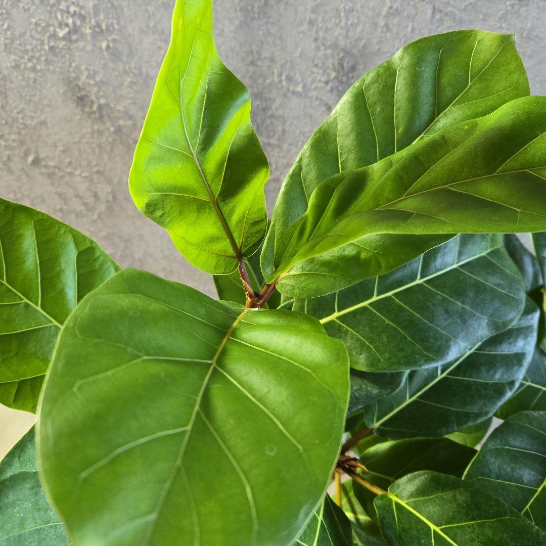 ②　フィカス　アフリカンプリンセス　曲がり仕立て８号最高等級極上品‼️希少品種