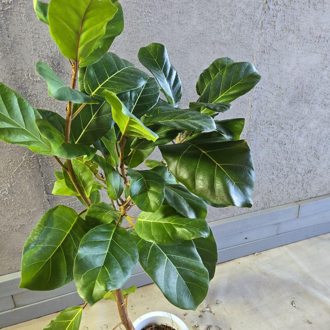 ②　フィカス　アフリカンプリンセス　曲がり仕立て８号最高等級極上品‼️希少品種
