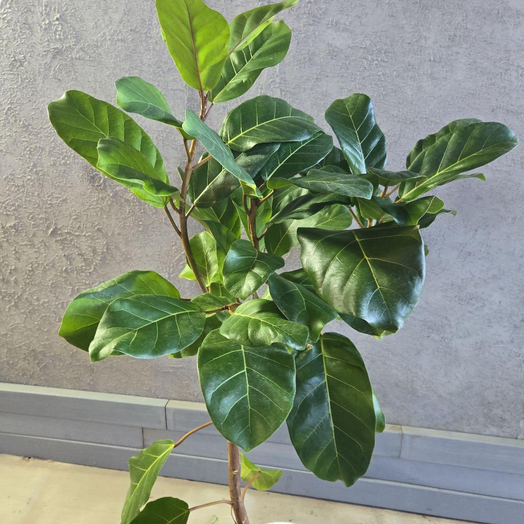 ②　フィカス　アフリカンプリンセス　曲がり仕立て８号最高等級極上品‼️希少品種