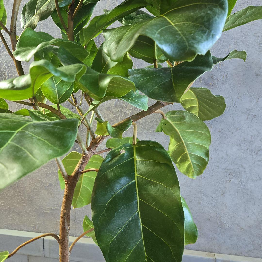 ②　フィカス　アフリカンプリンセス　曲がり仕立て８号最高等級極上品‼️希少品種