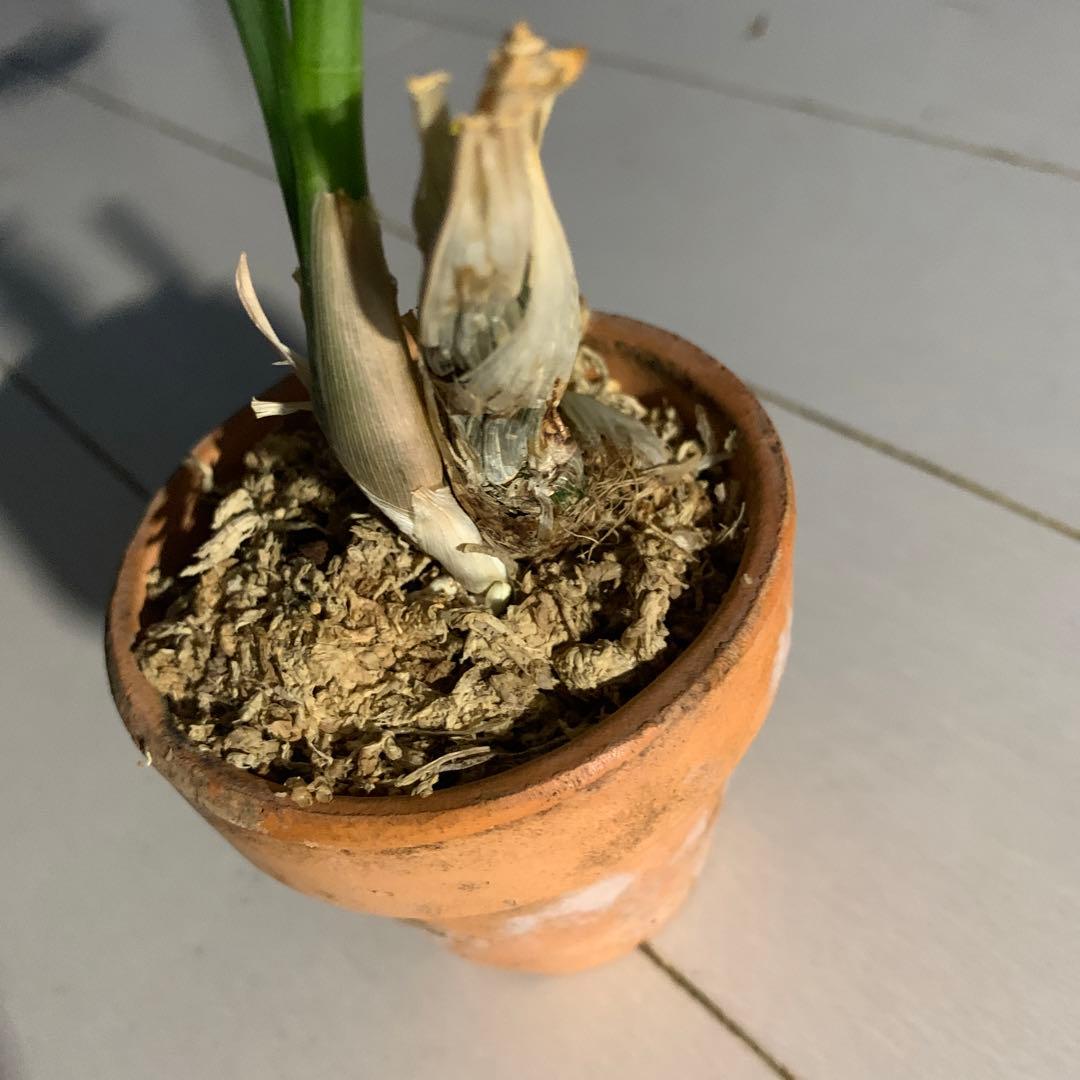 タケノコラン　ブラックバール