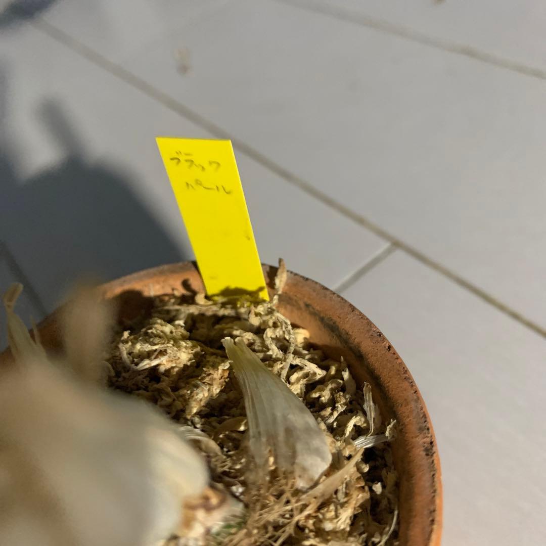 タケノコラン　ブラックバール