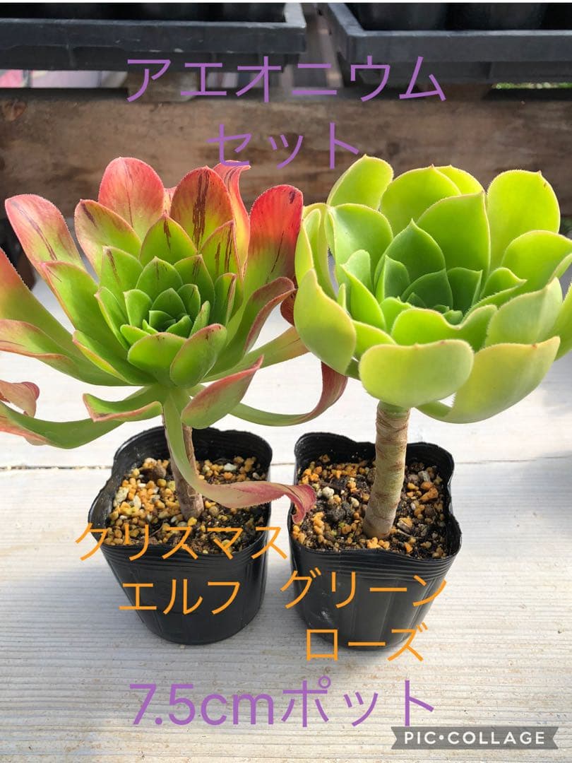 アエオニウム♡抜き苗セット - メルカリ