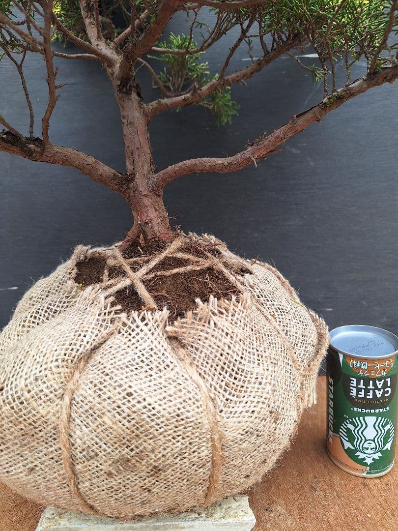 黄金真柏 (オウゴンシンパク) - メルカリ