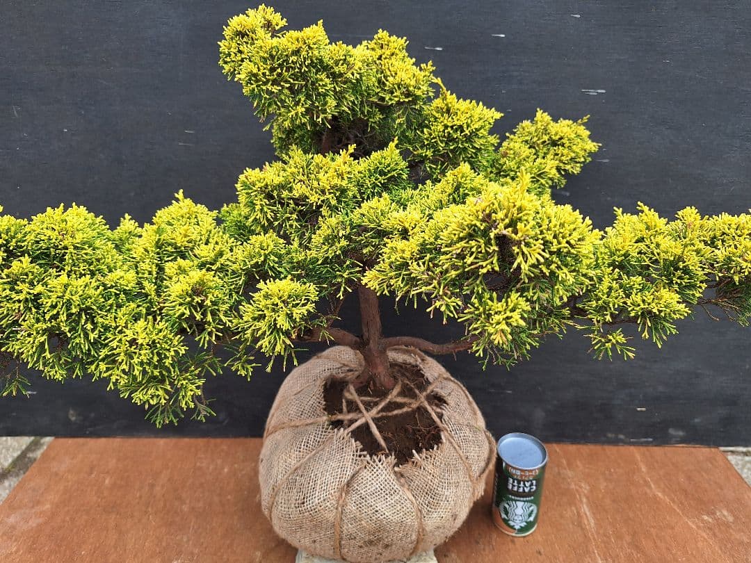 黄金真柏 (オウゴンシンパク) - メルカリ