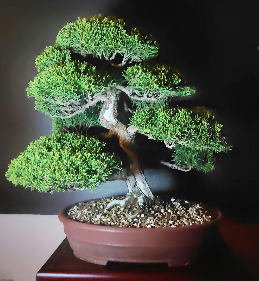 真柏盆栽！
