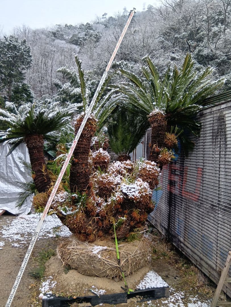 ソテツ（超巨大サイズ株立ち）