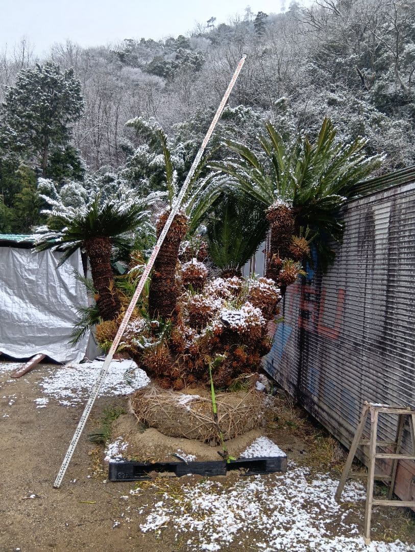 ソテツ（超巨大サイズ株立ち）