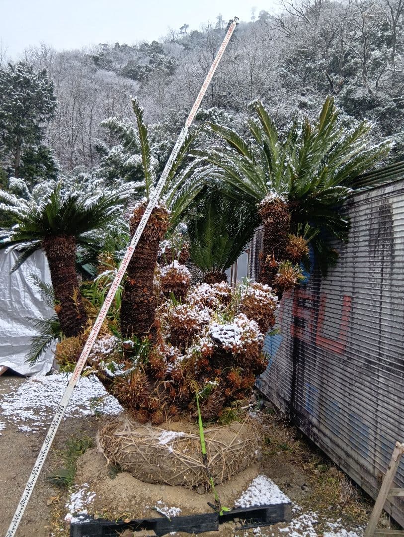 ソテツ（超巨大サイズ株立ち）