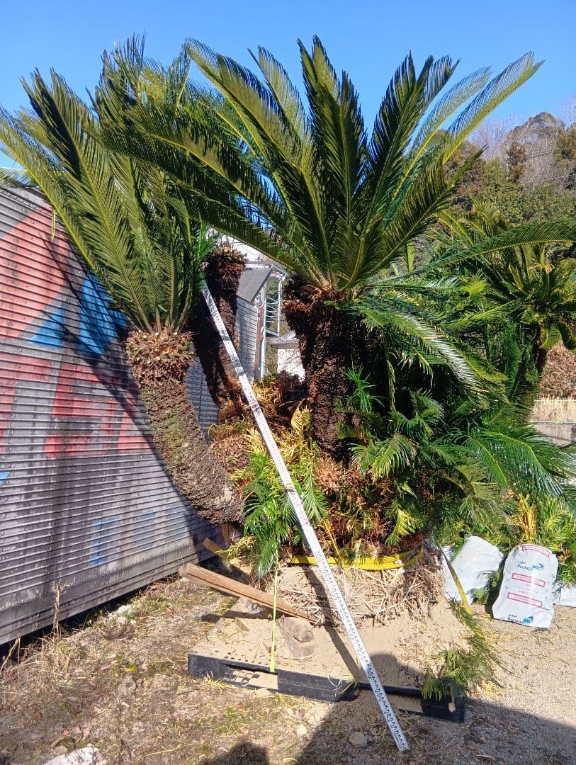 ソテツ（超巨大サイズ株立ち）