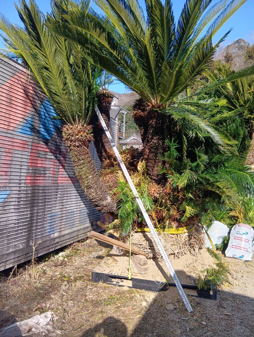 ソテツ（超巨大サイズ株立ち）