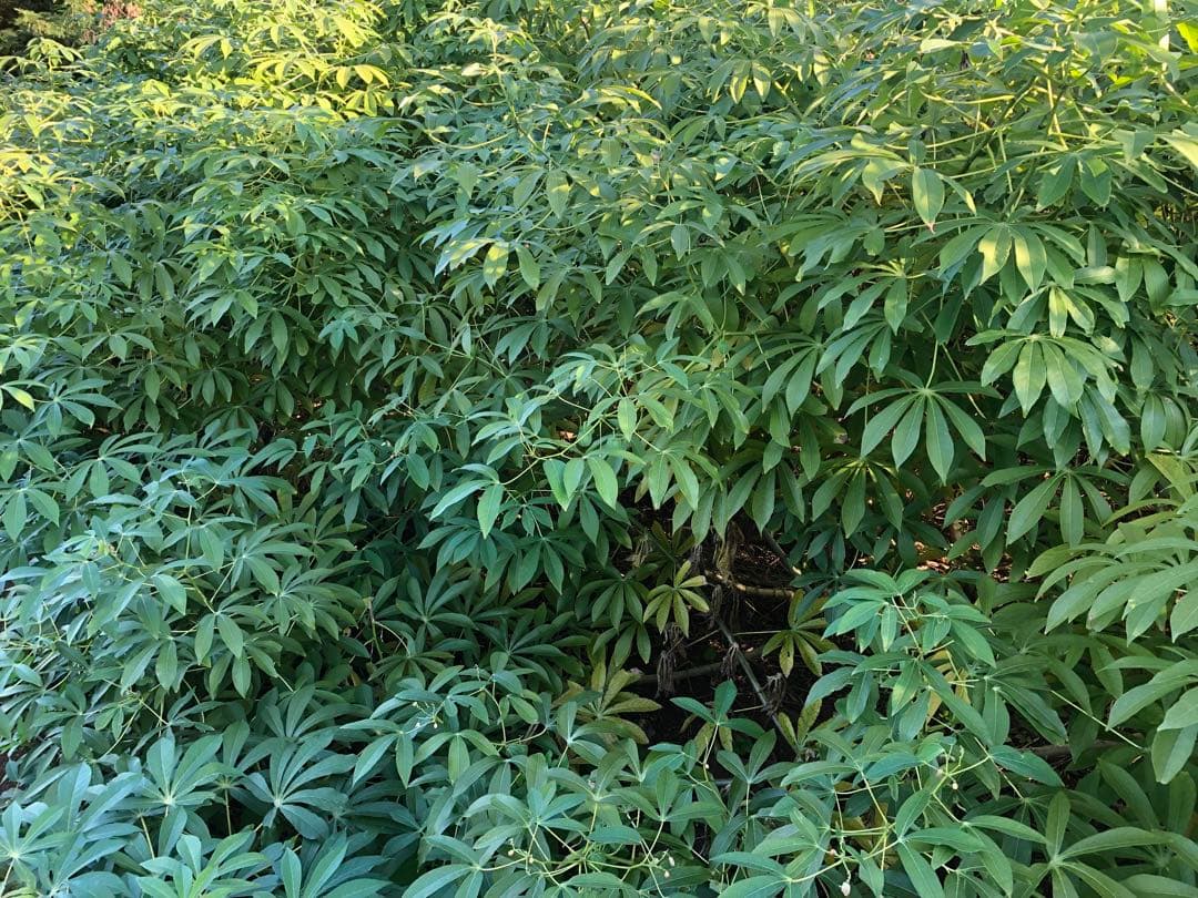 キャッサバ太め苗木(埋め木)100本