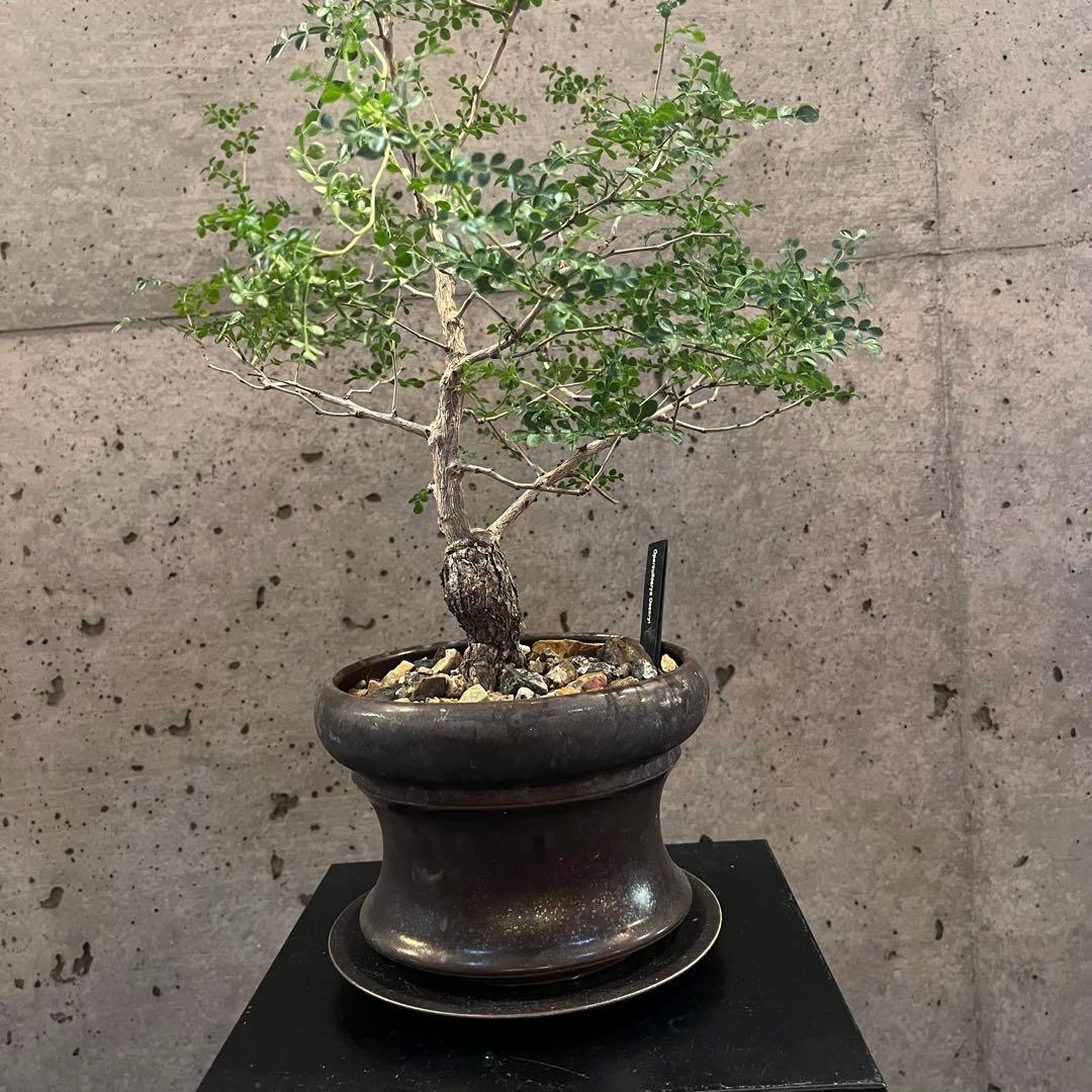 オペルクリカリア　デカリー　根差し　3年　盆栽　鉢付き