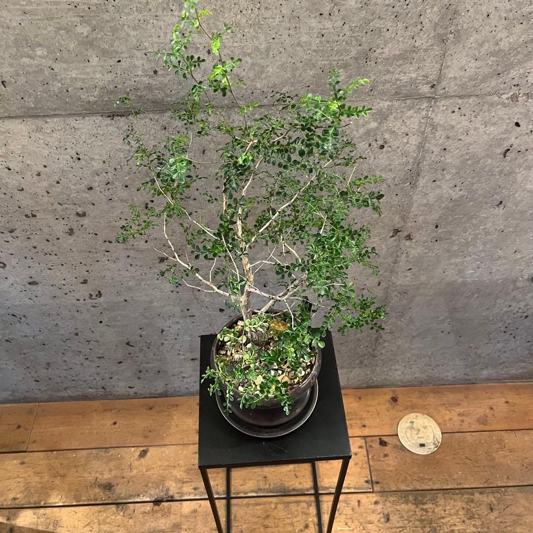 オペルクリカリア　デカリー　根差し　3年　盆栽　鉢付き