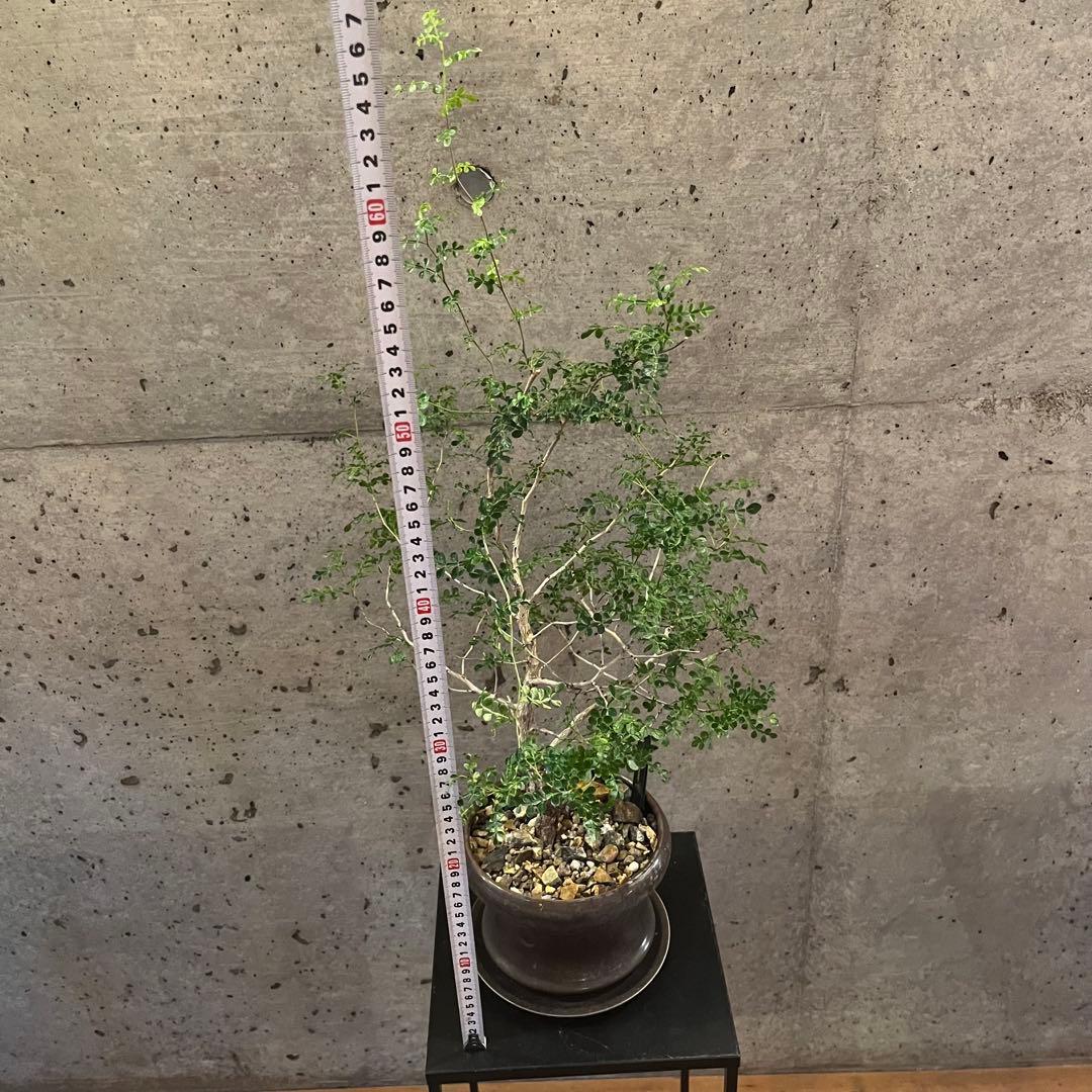 オペルクリカリア　デカリー　根差し　3年　盆栽　鉢付き