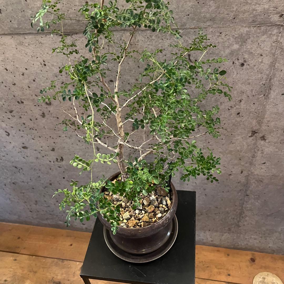 オペルクリカリア　デカリー　根差し　3年　盆栽　鉢付き