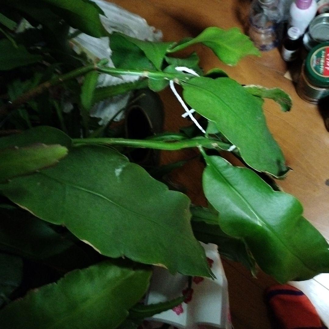 月下美人のカット苗になります 1枚より販売 1枚あたり1000円になります