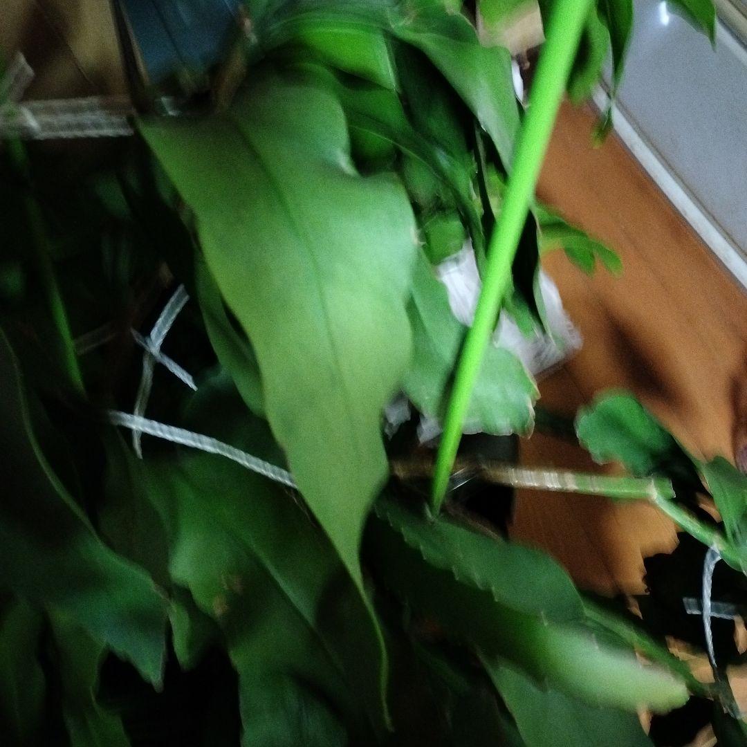 月下美人のカット苗になります 1枚より販売 1枚あたり1000円になります