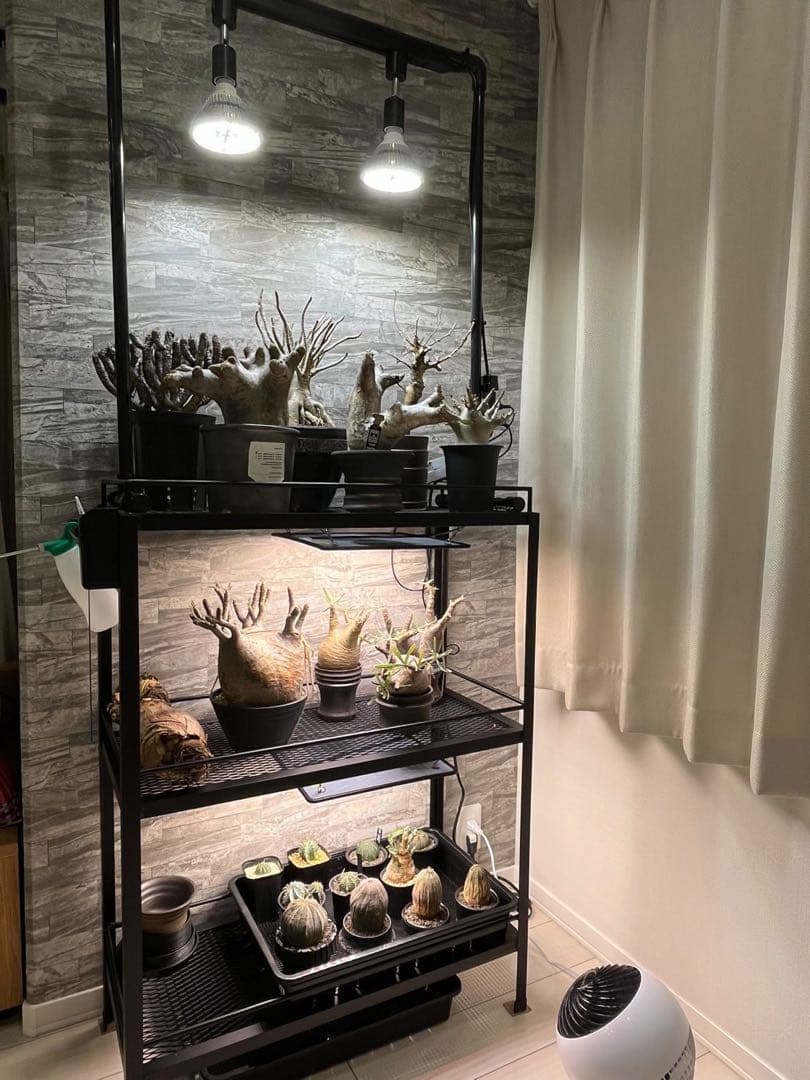 ☆送料込み☆アイアン植物棚　即購入OK ボタニカルシェルフ　アガベ　塊根　熱帯魚