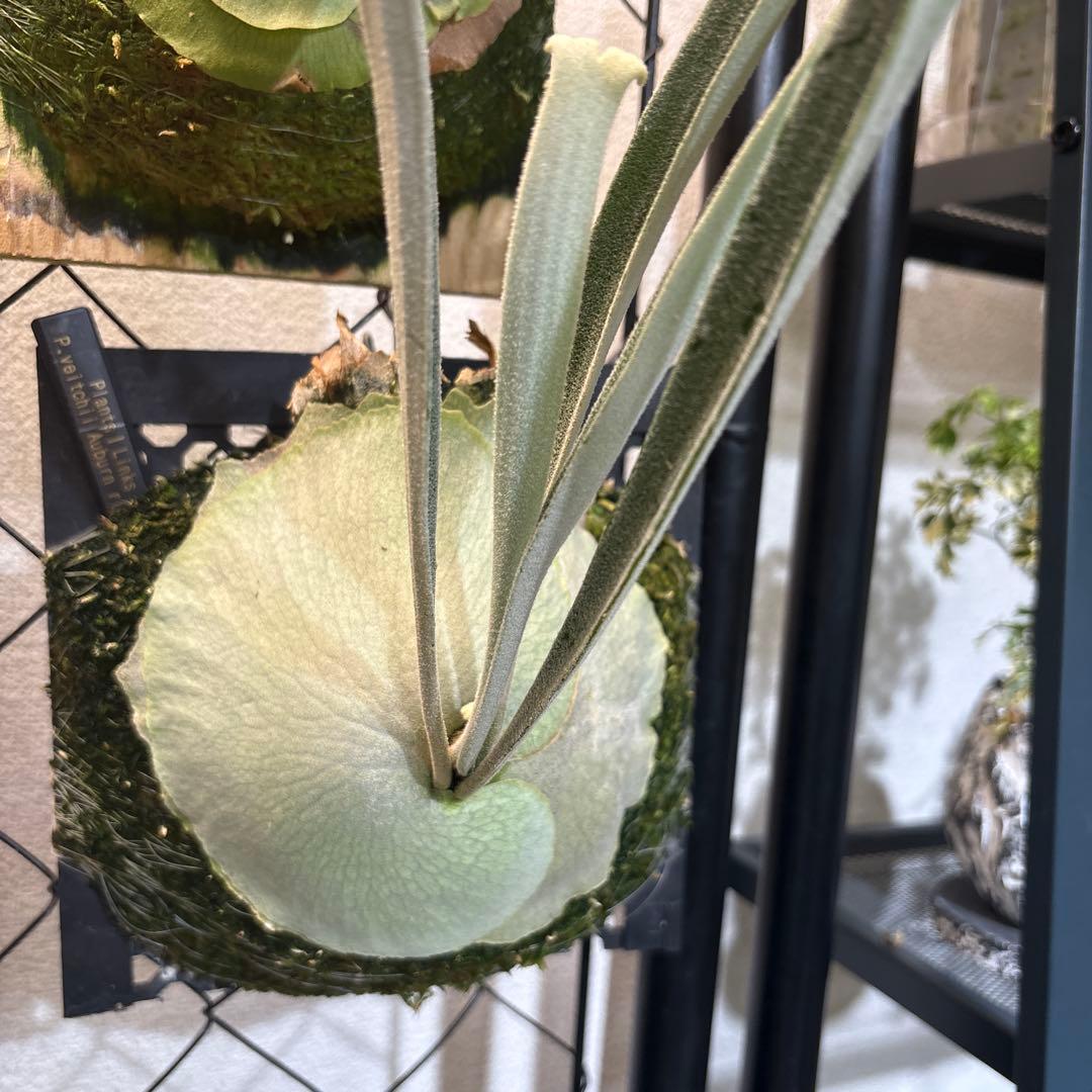 ビカクシダ P. veitchii Auburn 