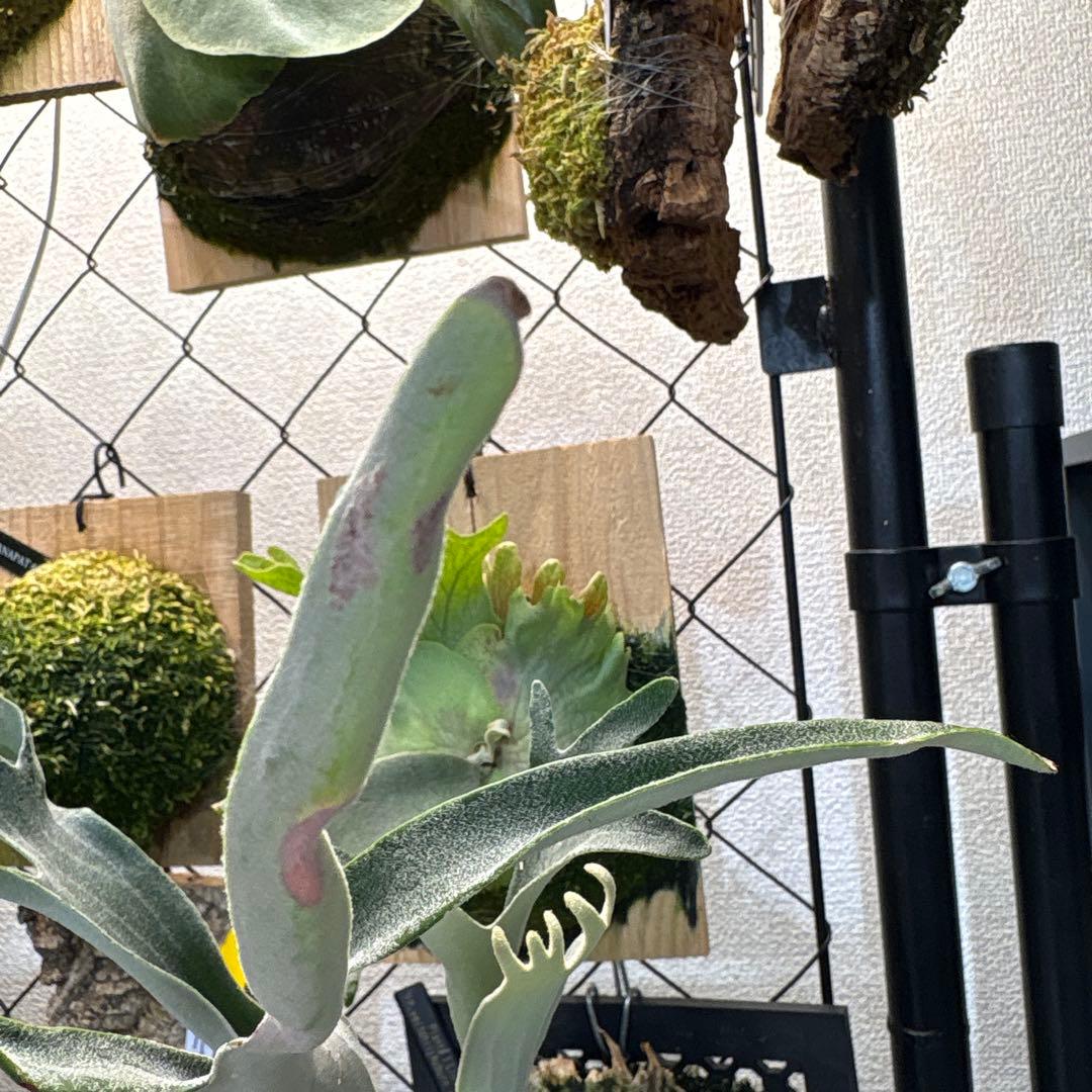 ビカクシダ P. veitchii Auburn 