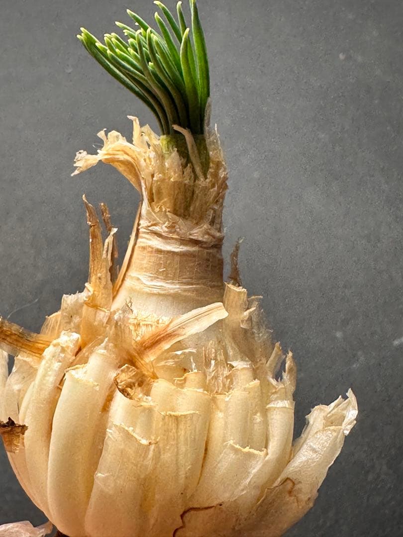 517珍奇植物ゲチリス ナマクエンシス ケープバルブ 南アフリカ原産 希少現地株