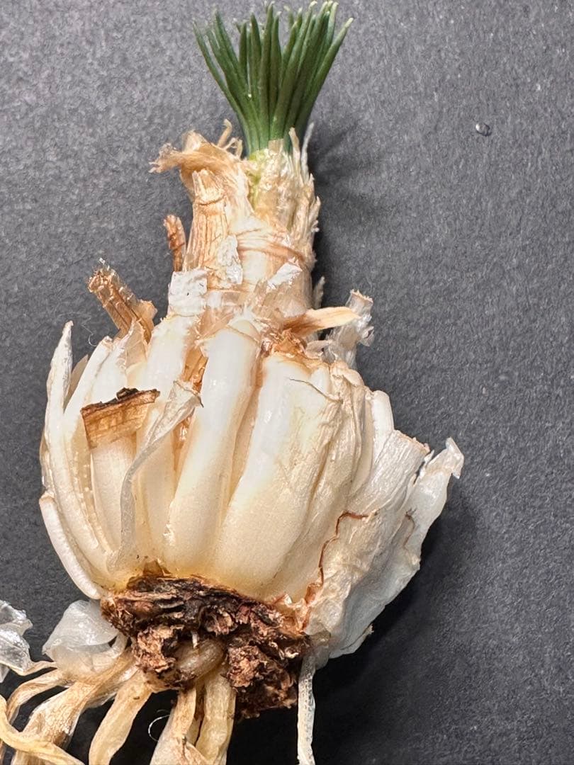 517珍奇植物ゲチリス ナマクエンシス ケープバルブ 南アフリカ原産 希少現地株