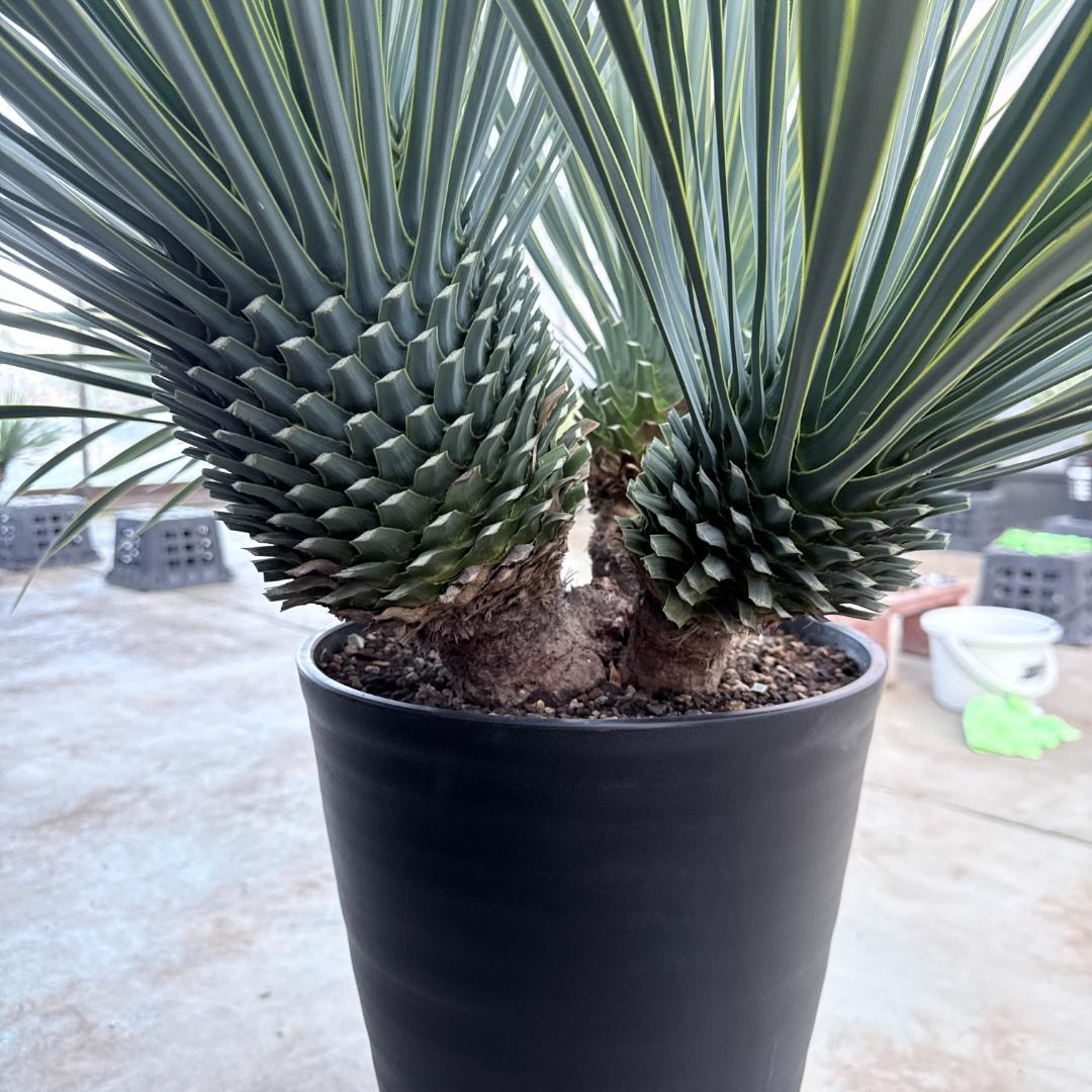 AL1194】ユッカ ロストラータ 超希少4分頭株 - メルカリ