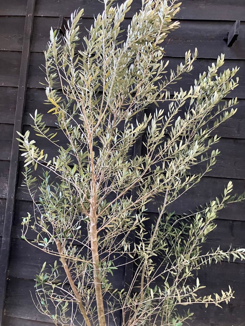 2 オリーブの木　シプレッシーノ