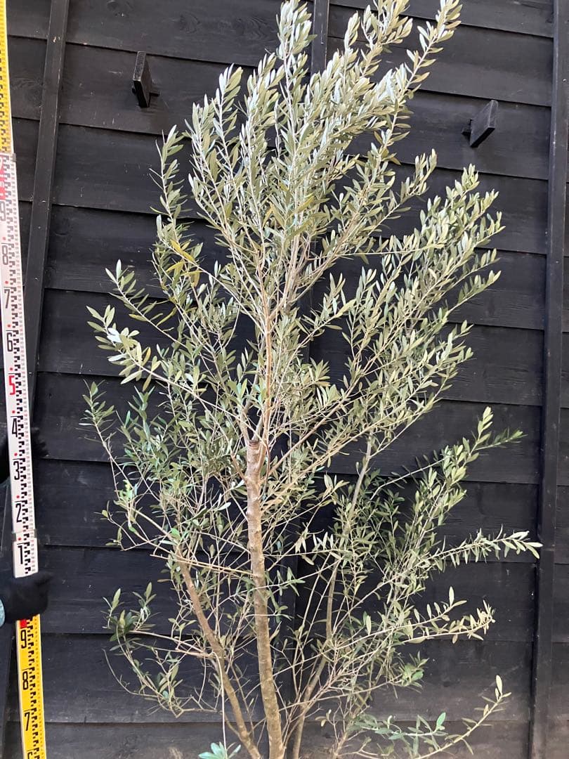 2 オリーブの木　シプレッシーノ