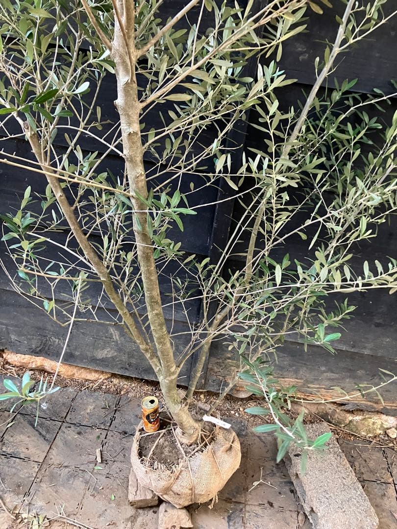 2 オリーブの木　シプレッシーノ