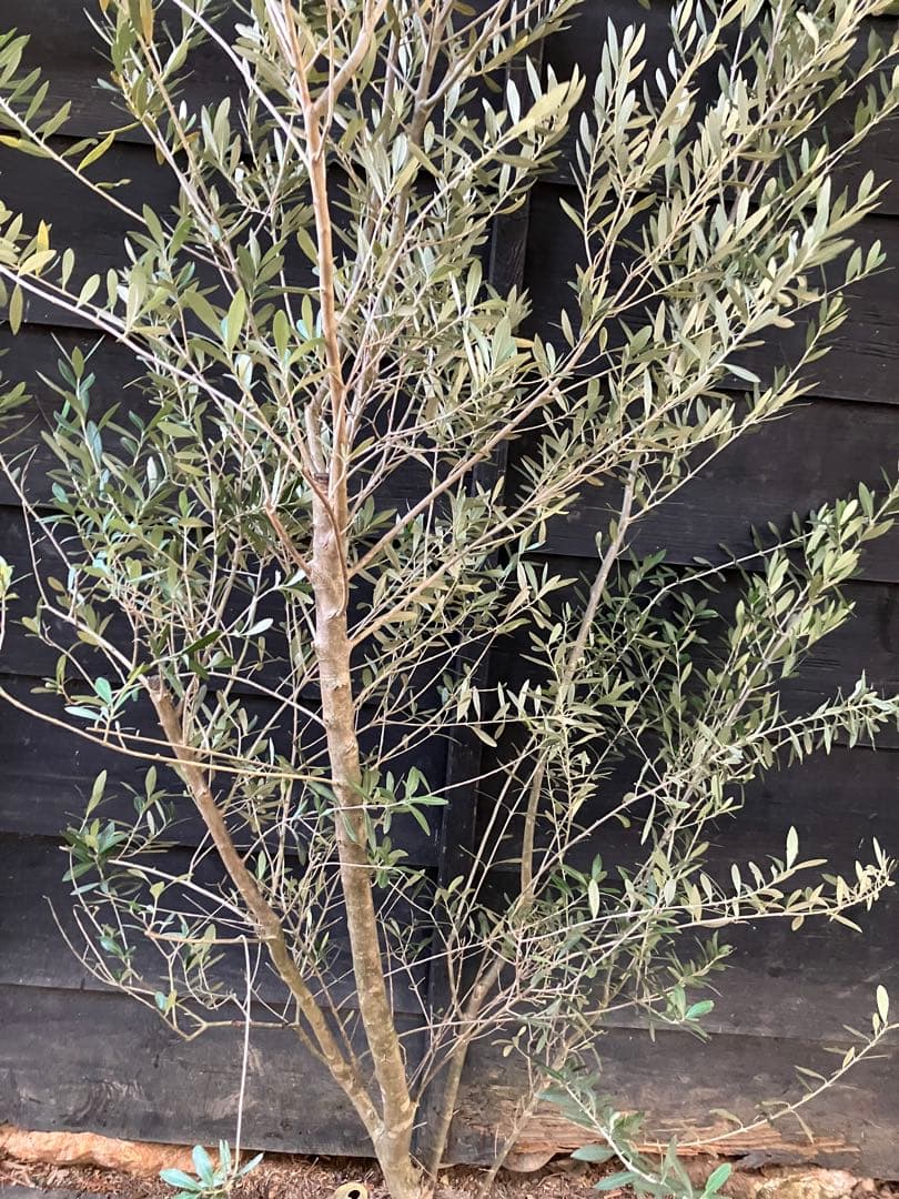 2 オリーブの木　シプレッシーノ