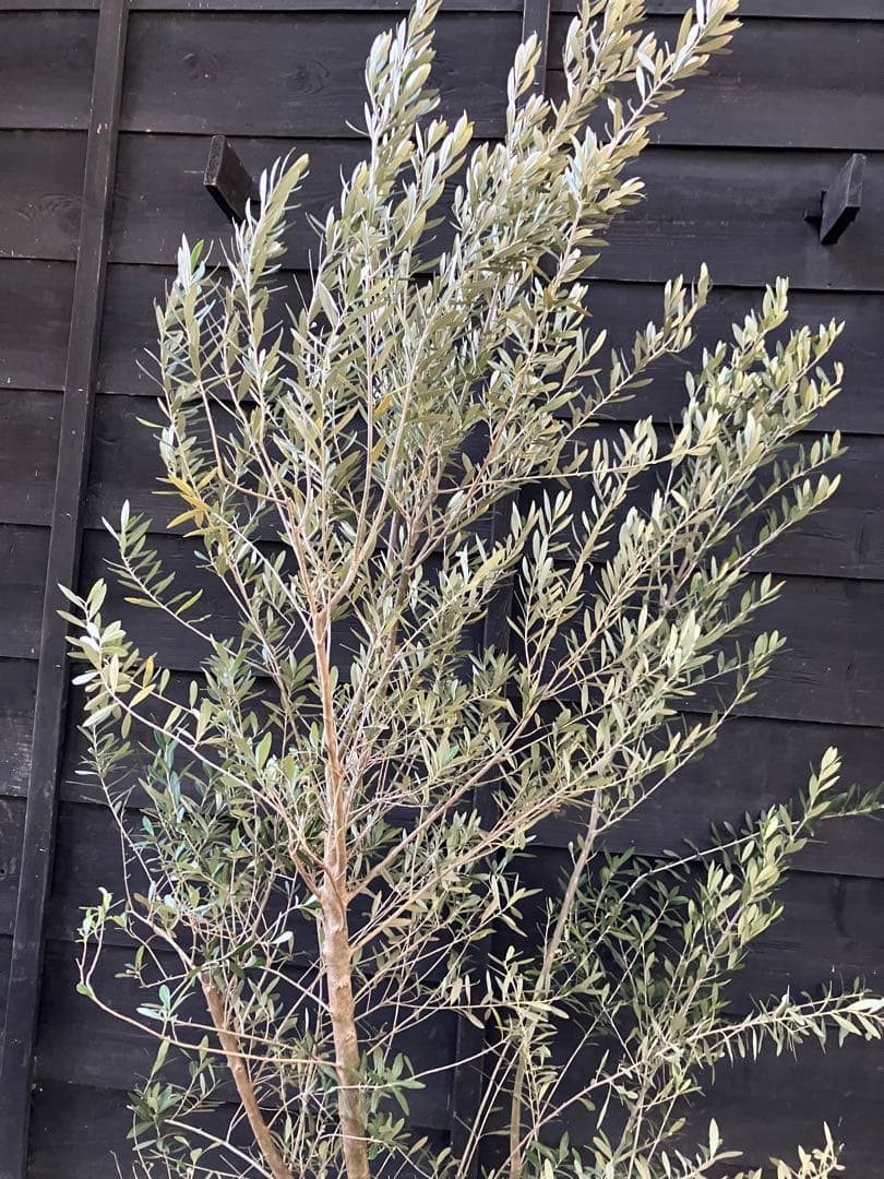 2 オリーブの木　シプレッシーノ