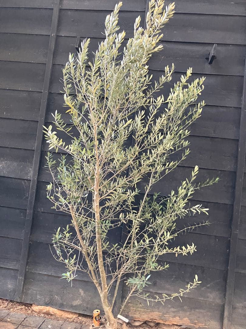 2 オリーブの木　シプレッシーノ