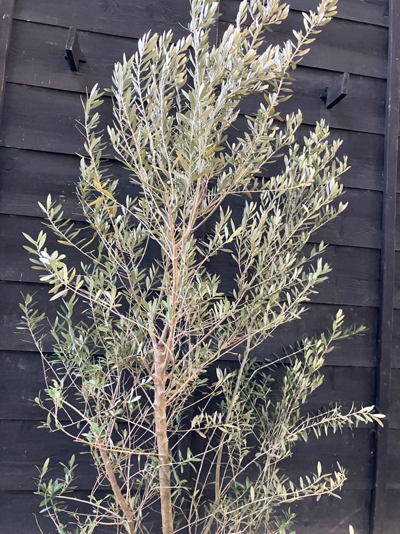 2 オリーブの木　シプレッシーノ