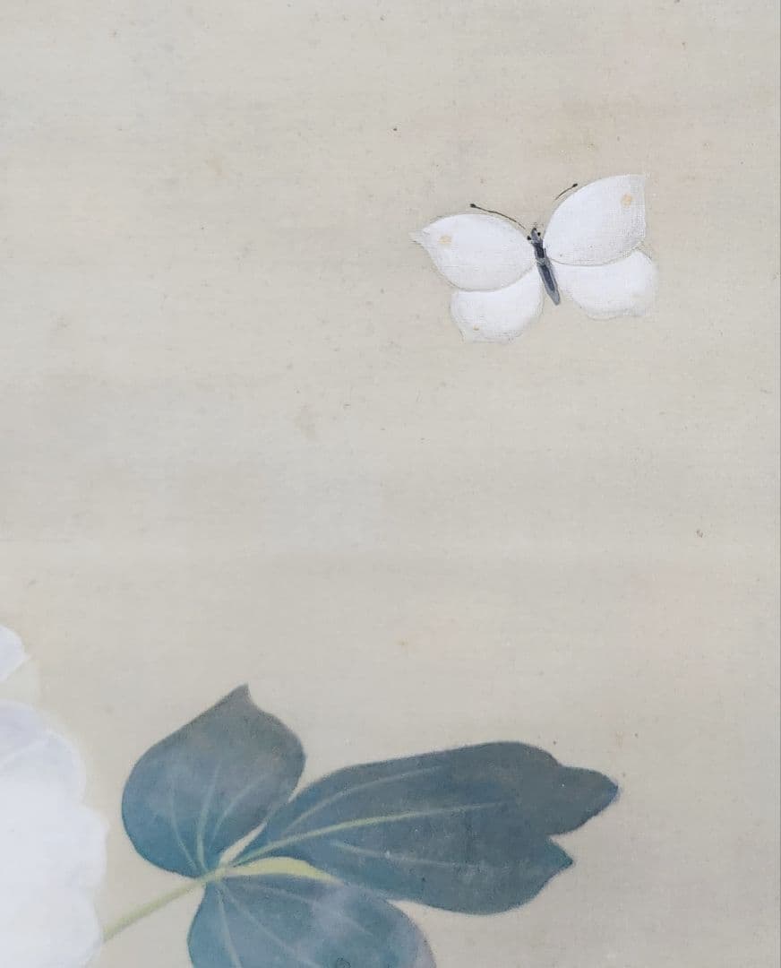 富貴図】板倉星光 2662 白牡丹 富貴花 共箱 肉筆