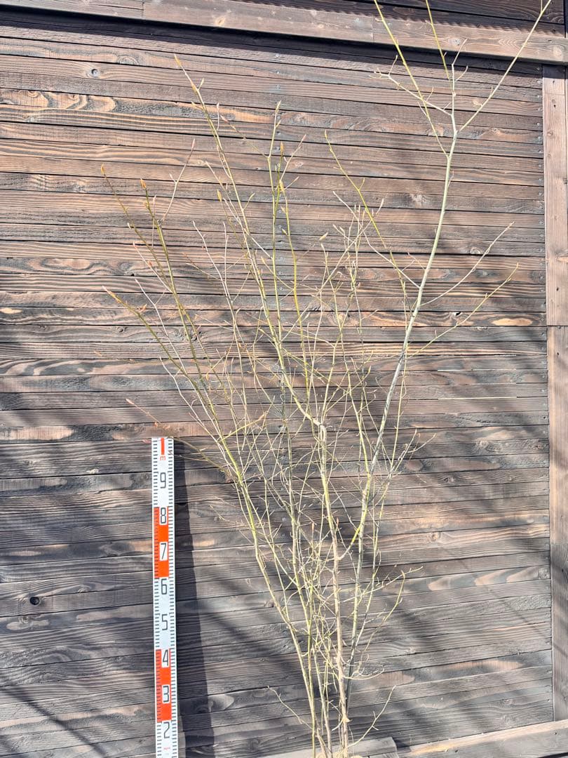 クロモジ/大株立ち《山採り/天然株》【現品発送】管理70964