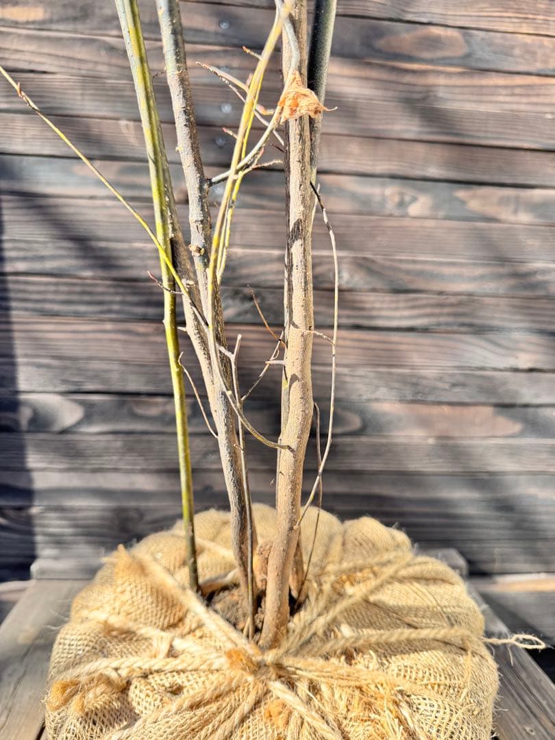 クロモジ/大株立ち《山採り/天然株》【現品発送】管理70964