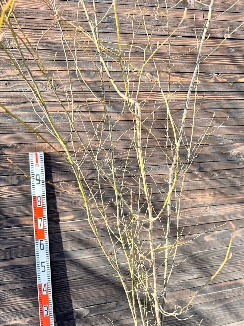 クロモジ/大株立ち《山採り/天然株》【現品発送】管理70964