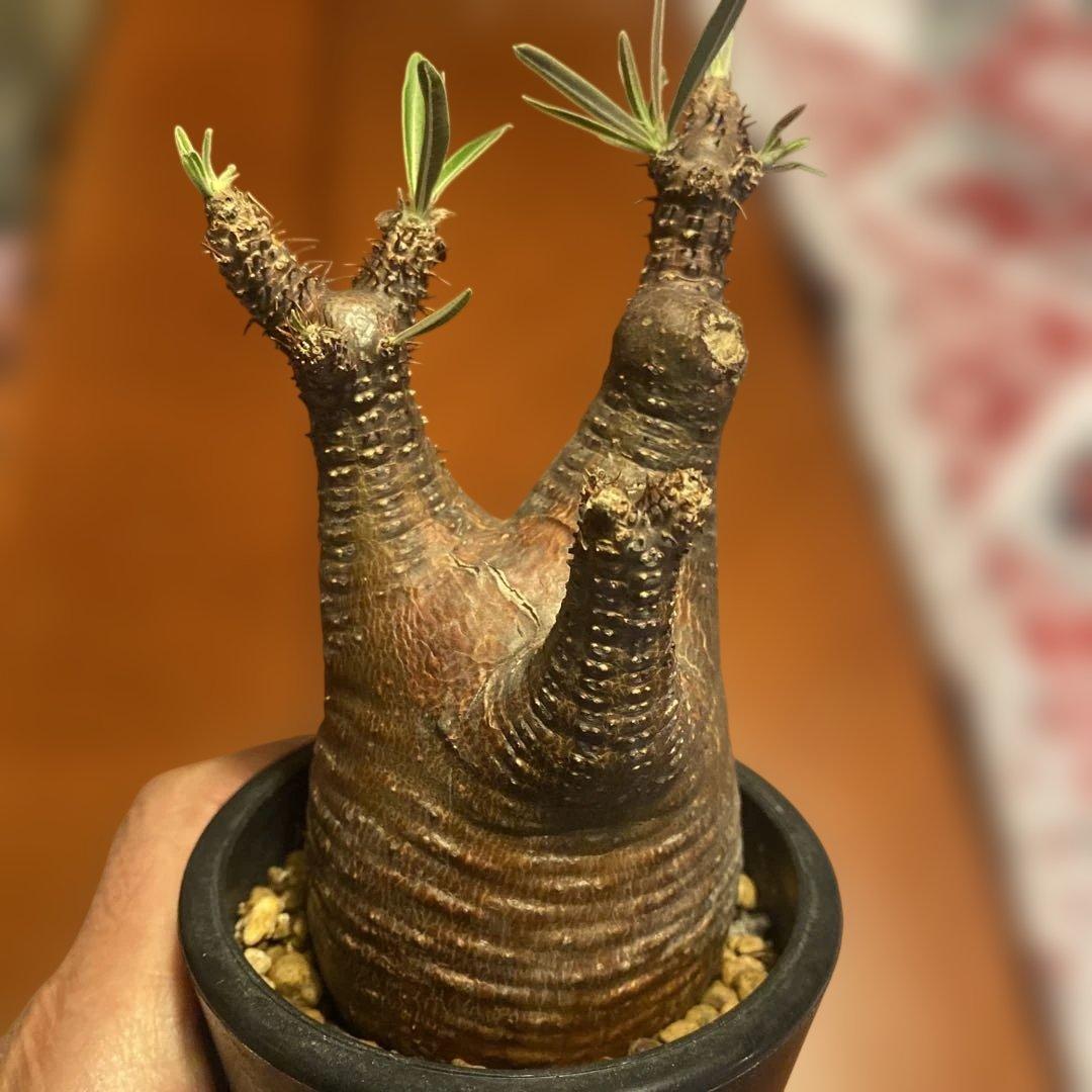 グラキリス 発根管理中 現地球